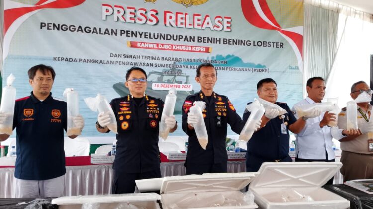 Kantor Wilayah Direktorat Jenderal Bea dan Cukai Khusus Kepulauan Riau, Gagalkan Penyeludupan Benih Bening Lobster 129.965 Ekor.