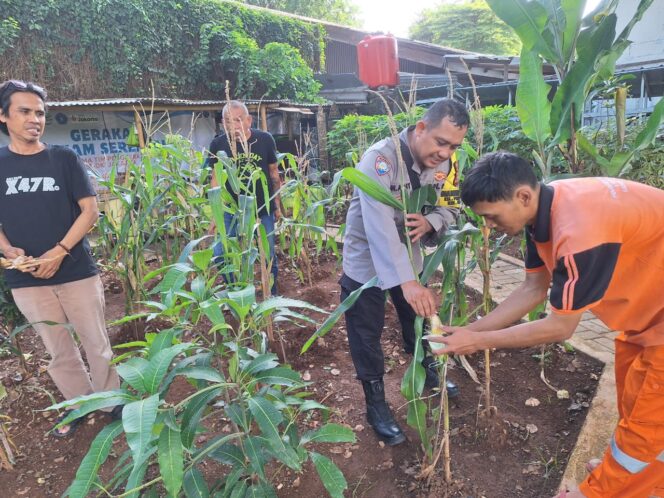 
					Siap Panen di Tengah Kota, Bhabinkamtibmas Pegangsaan Kawal Ketahanan Pangan di Lapangan Borobudur