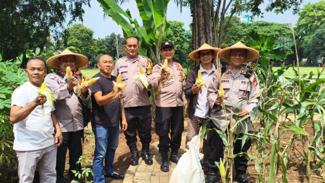 
					Panen Jagung Kuartal V di RPTRA Borobudur, Polsek Menteng Perkuat Ketahanan Pangan Warga
