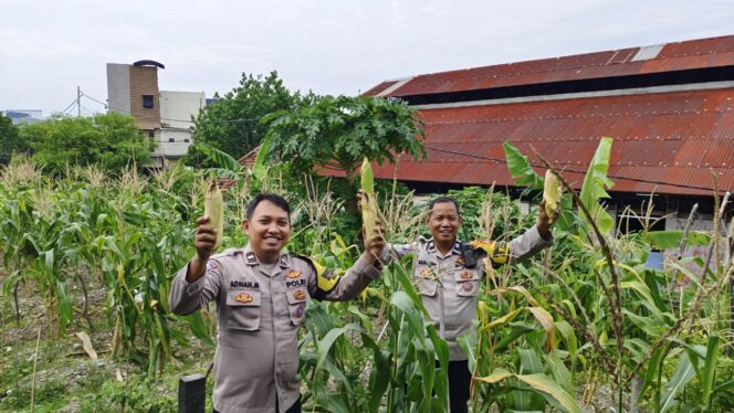 
					Polsek Sawah Besar Panen Raya Jagung, Dukung Ketahanan Pangan