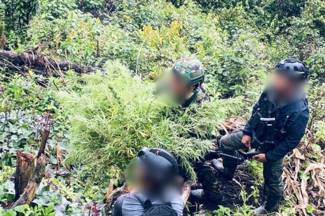 
					Satgas Swasembada Berhasil Ungkap Ladang Ganja di Pegunungan Bintang, Puluhan Tanaman Siap Panen Diamankan
