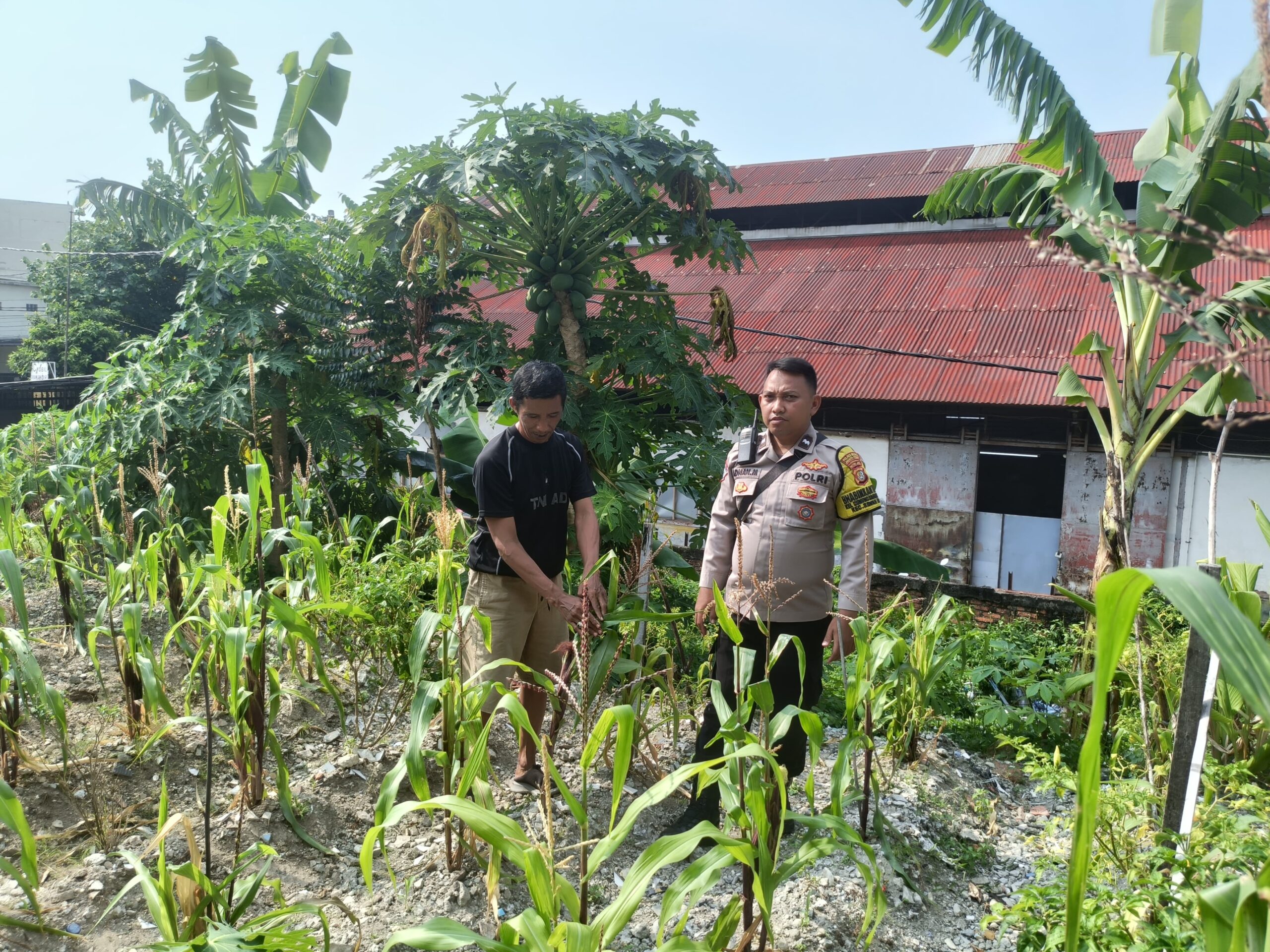 Bhabinkamtibmas Gunung Sahari Utara Dukung Ketahanan Pangan Warga Lewat Pemeliharaan Dan Pengecekan Lahan