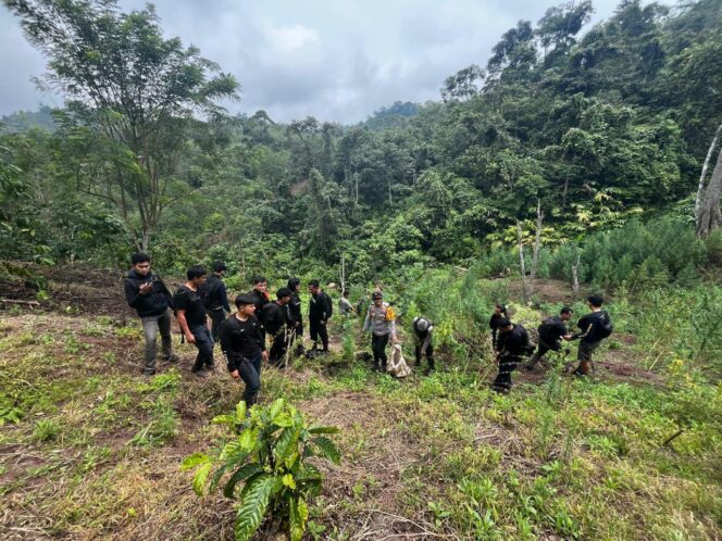 
					Operasi Gabungan Polda Sumsel Bongkar Ladang Ganja 20 Hektar di Empat Lawang, 220 Kg Ganja dan Bandar Utama Ditangkap