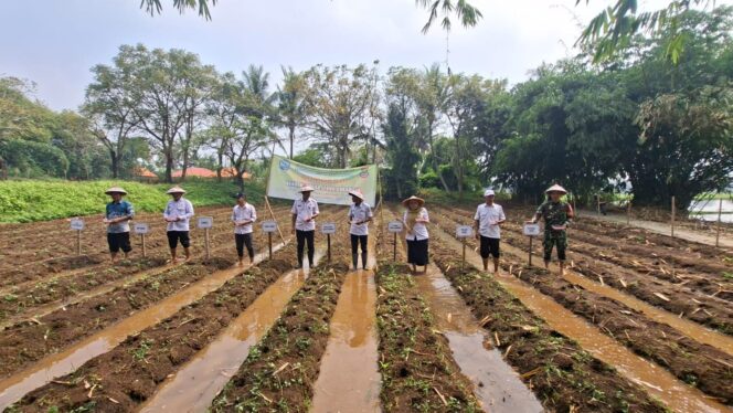 
					Perkuat Ketahanan Pangan, Babinsa Koramil Mauk Tanam Jagung Hibrida