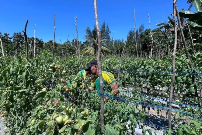 
					Yonarmed 12 Kostrad Perkuat Ketahanan Pangan, Hasil Panen Tomat Jadi Harapan Warga