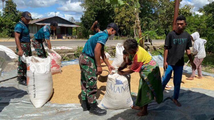Bersama Rakyat, Yonarmed 12 Kostrad Sukseskan Pengelolaan Hasil Panen di Belu