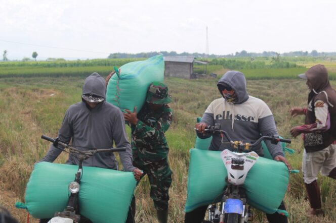 
					Manfaatkan Waktu Luang, Anggota Satgas TMMD Bantu Petani Angkat Gabah di Sawah