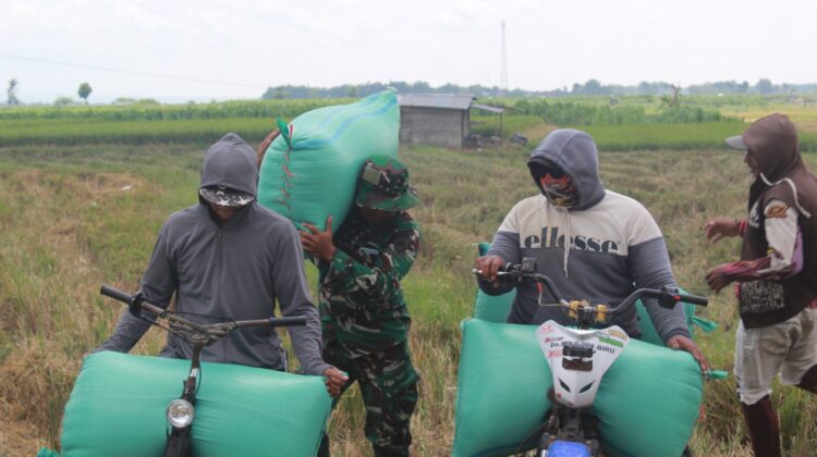 Manfaatkan Waktu Luang, Anggota Satgas TMMD Bantu Petani Angkat Gabah di Sawah