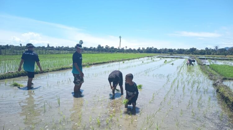 Wujudkan Ketahanan Pangan, Satgas Pamtas Yonarhanud 2 Kostrad Turun ke Sawah Bantu Warga Tanam Padi