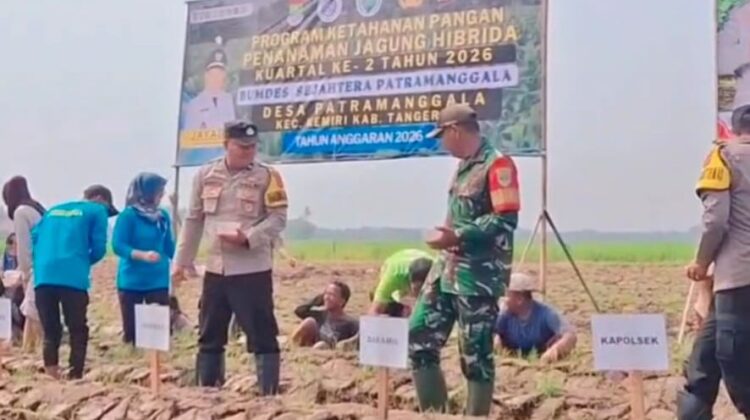 Sinergi Babinsa dan BUMDes Tanam Jagung Hibrida