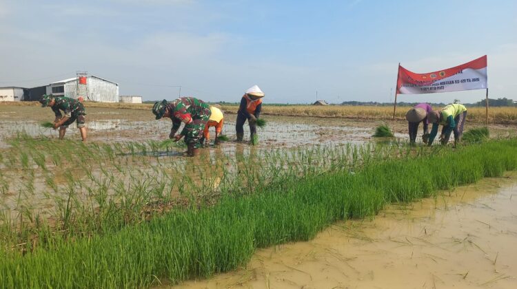 Semangat Kebersamaan di Balik Penanaman Padi TMMD Reguler ke-128 di Desa Godo