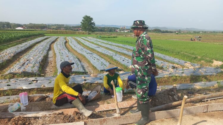 Satgas TMMD Kodim Pati Jalin Kedekatan Dengan Petani di Lokasi Persawahan
