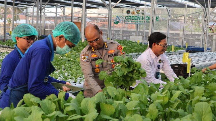 Greenhouse SPPG Palmerah Panen Sawi dan Nila untuk Menu Bergizi 2.529 Penerima Manfaat*