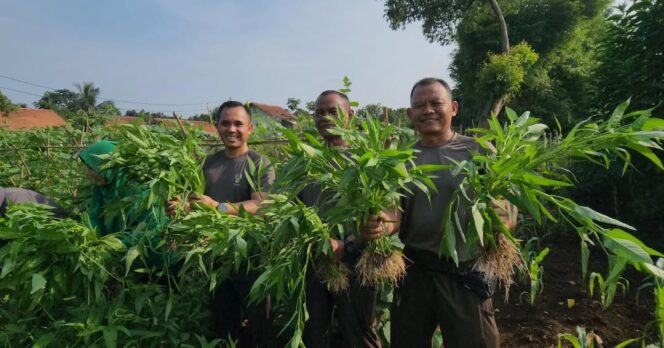 
					Manfaatkan Lahan Tidur, Komlek Kostrad dan Persit Panen Sayuran Organik