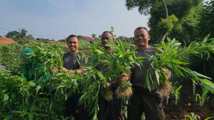 Manfaatkan Lahan Tidur, Komlek Kostrad dan Persit Panen Sayuran Organik