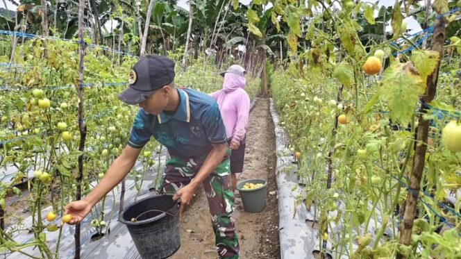 
					Yonarmed 12 Kostrad Bersinergi dengan Masyarakat Lalebun Wujudkan Pertanian Produktif