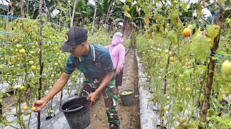 Yonarmed 12 Kostrad Bersinergi dengan Masyarakat Lalebun Wujudkan Pertanian Produktif