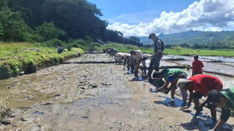 Dukung Ketahanan Pangan Nasional, Satgas Pamtas Yonarhanud 2 Kostrad Sukseskan Tanam Padi Serentak di Wilayah Perbatasan