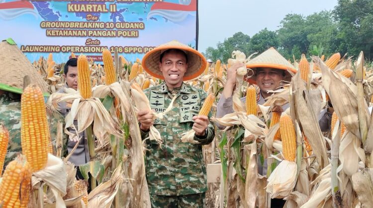 Dandim 0510/Trs Panen Raya Jagung Kuartal II Bersama Kasdam Jaya