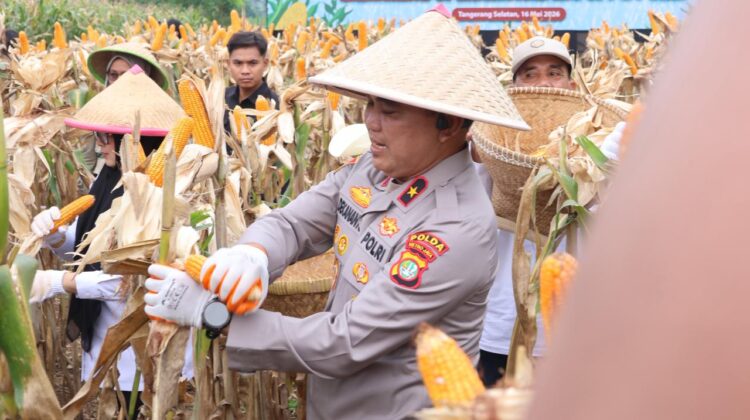 Polda Metro Jaya Panen Jagung Kelompok Tani Binaan di Cisauk