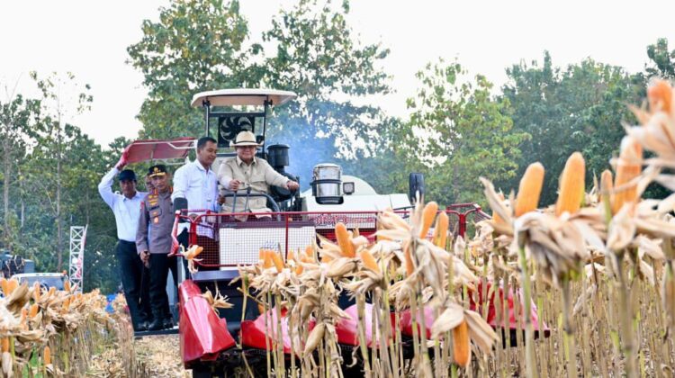 Perkuat Ketahanan Pangan Nasional, Presiden Prabowo Turun Langsung Panen Jagung di Tuban