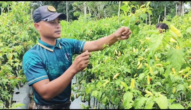 
					Yonarmed 12 Kostrad Perkuat Ketahanan Pangan dengan Membantu Warga Merawat Kebun Cabai di Perbatasan