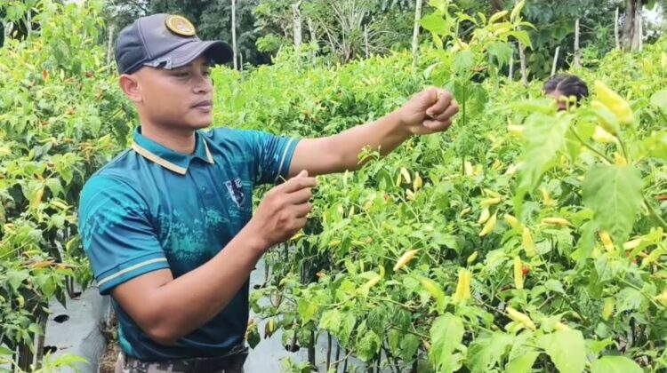 Yonarmed 12 Kostrad Perkuat Ketahanan Pangan dengan Membantu Warga Merawat Kebun Cabai di Perbatasan