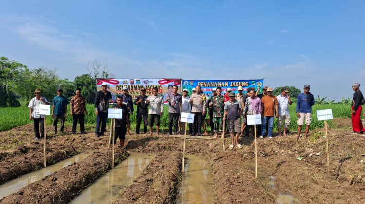 Koramil Mauk Dampingi Program Jagung Hibrida BUMDes Rancalabuh