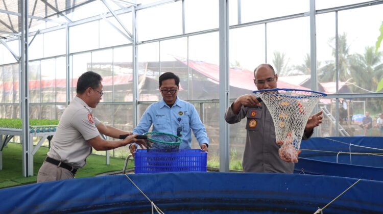 Panen Parsial Ke-3, Greenhouse Palmerah Jakarta Barat Hasilkan Ratusan Kilogram Ikan Nila Merah