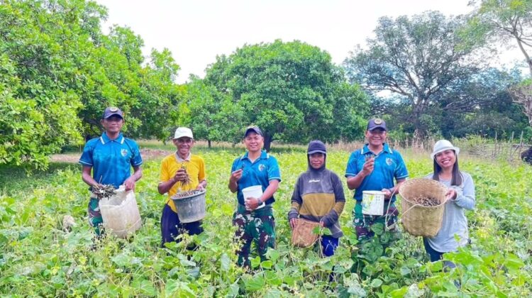 Yonarmed 12 Kostrad Panen Kacang Hijau Bersama Warga, Perkuat Ketahanan Pangan di Perbatasan