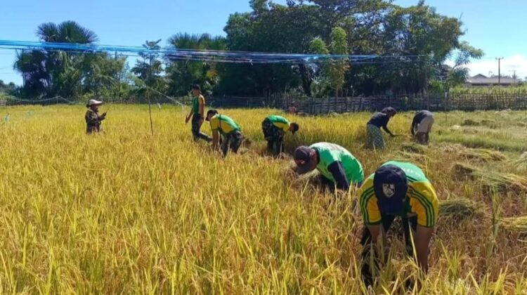 Yonarmed 12 Kostrad dan Warga Panen Padi Bersama, Perkuat Ketahanan Pangan di Perbatasan