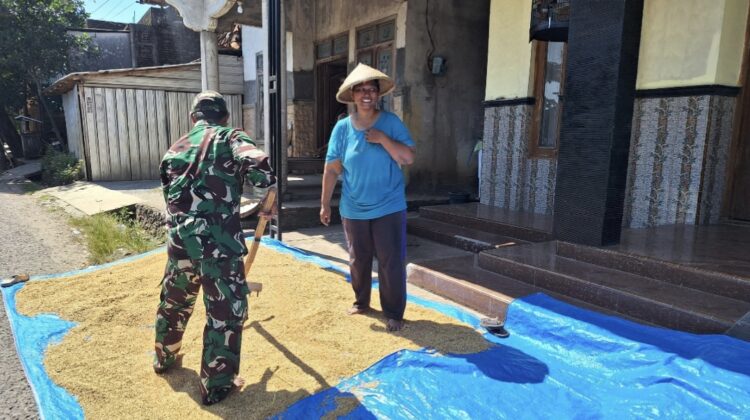 Kepedulian Satgas TMMD, Sertu Arifin Bantu Warga Jemur Padi