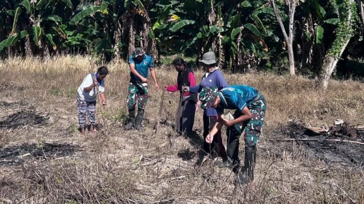Yonarmed 12 Kostrad Perkuat Ketahanan Pangan, Pos Haslot Tanam Jagung Bersama Warga Perbatasan