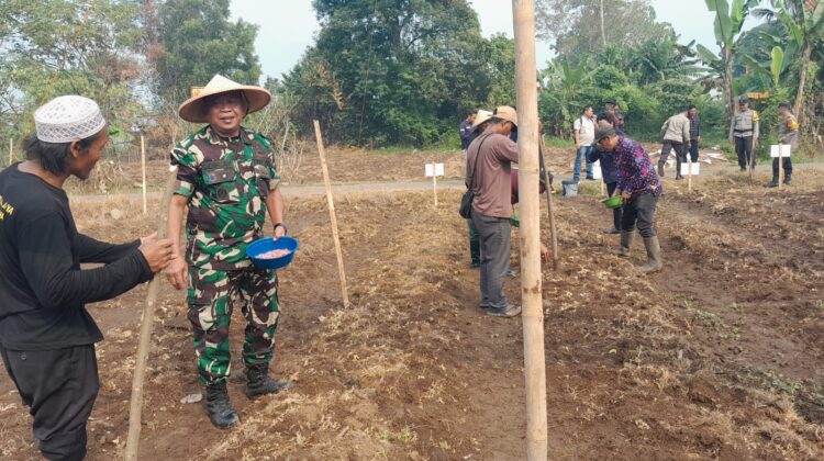 Dari Barak ke Ladang, Danramil Pasar Kemis Perkuat Pangan