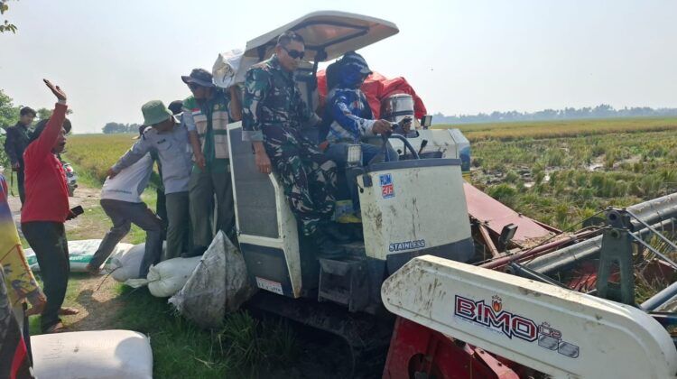 Sukseskan Ketapang, Danramil 09 Mauk Monitoring Panen Raya Padi di Tegal Kunir