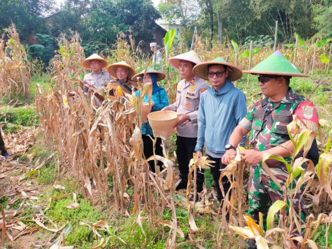 
					Babinsa Tigaraksa Dampingi Panen Jagung BUMDes di Desa Pete