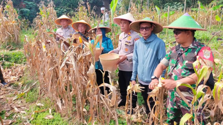 Babinsa Tigaraksa Dampingi Panen Jagung BUMDes di Desa Pete