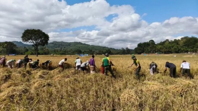 
					Sokong Ketahanan Pangan, Satgas Pamtas Yonarhanud 2 Kostrad Turun ke Sawah Bantu Warga Inbate Panen Padi