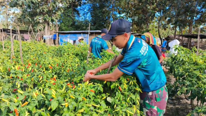 
					Satgas Yonarmed 12 Kostrad Dukung Ketahanan Pangan, Bantu Panen Cabai Warga di Perbatasan