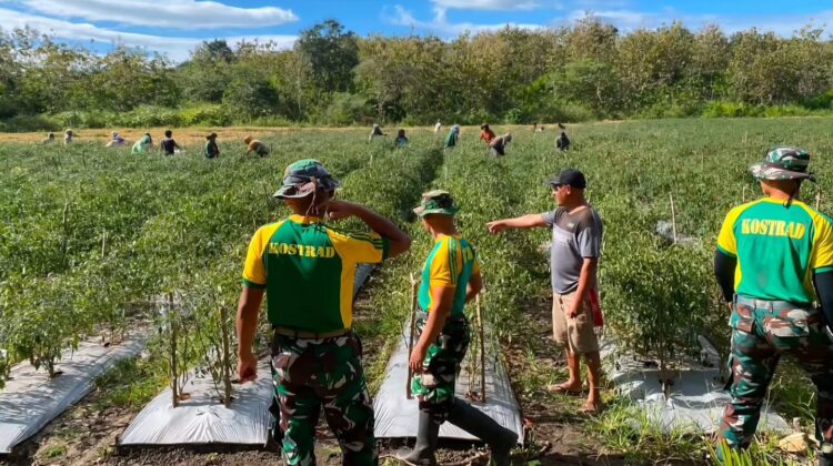 Yonarmed 12 Kostrad Hadir Bersama Masyarakat Panen Cabai untuk Perkuat Ketahanan Pangan Perbatasan