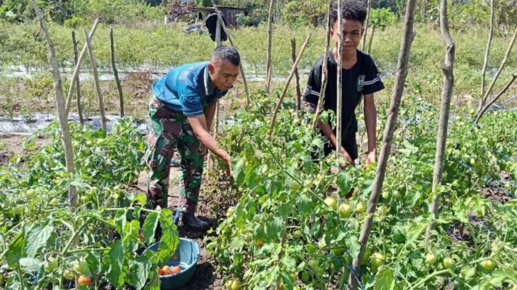 Yonarmed 12 Kostrad Dukung Produktivitas Petani Melalui Panen Tomat Bersama Warga