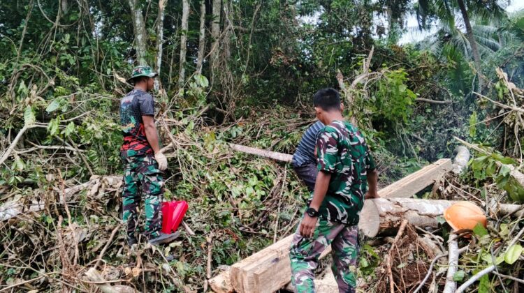 Satgas TMMD Ke-129 Tunjukkan Dedikasi, Ambil Material Kayu untuk Renovasi RTLH di Desa Umbele