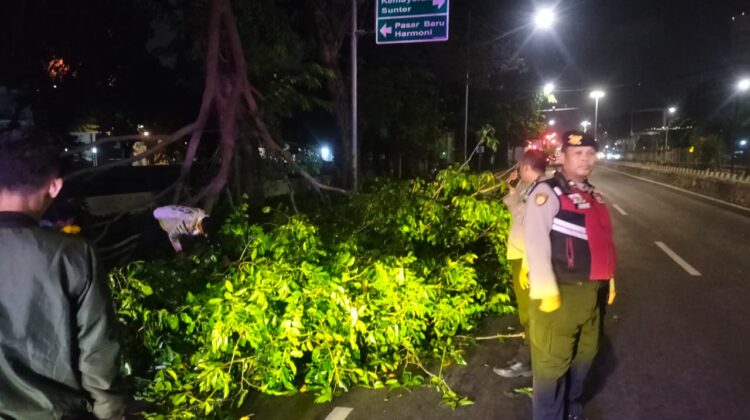 Hadir Cepat Polsek Sawah Besar Atur Lalu Lintas Usai Pohon Tumbang di Gunung Sahari