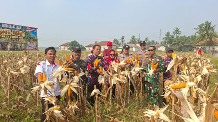 Kelompok Tani Binaan Korami Mauk Gelar Panen Jagung Hybrida