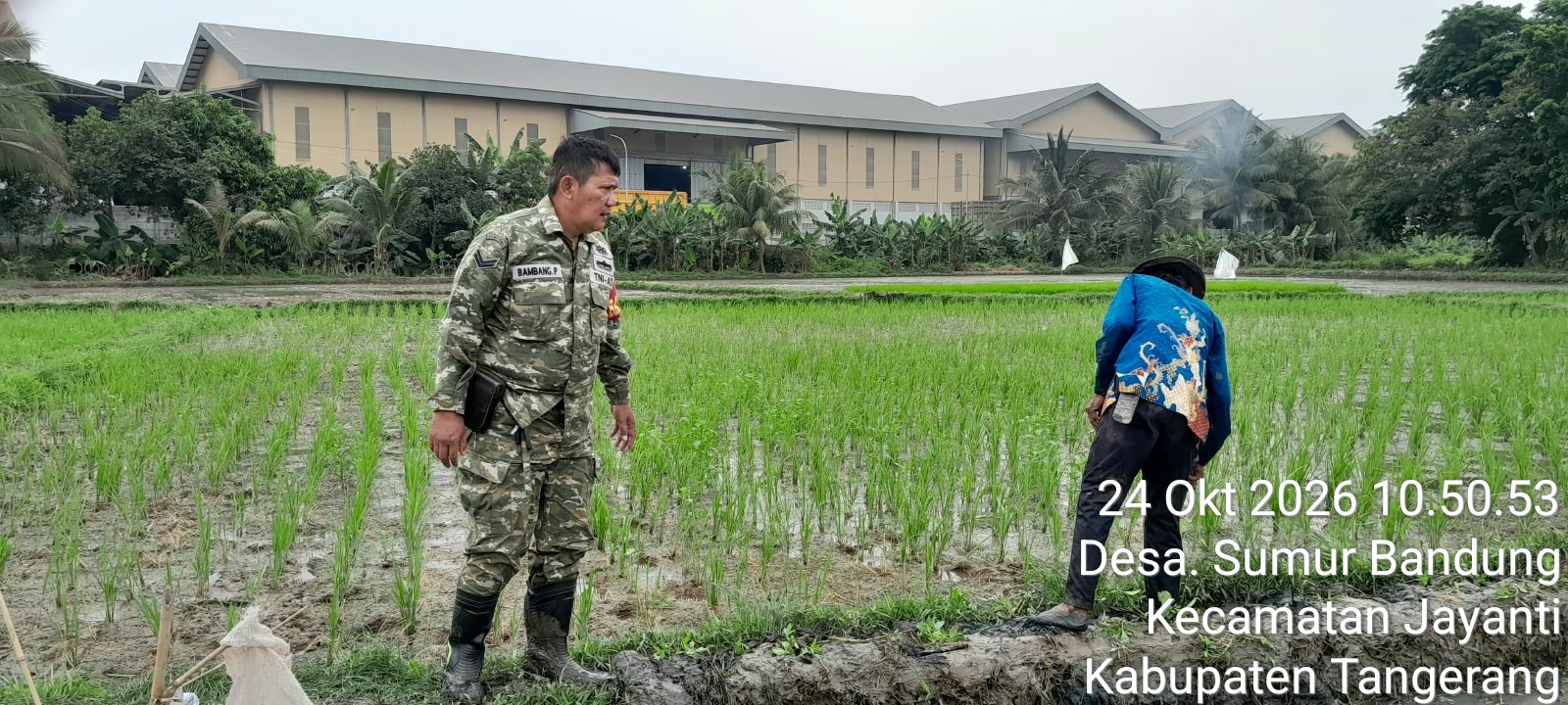 Babinsa Koramil 14/Panongan Monitoring Ketahanan Pangan Program Unggulan Kasad pada TMMD ke-130 di Jayanti